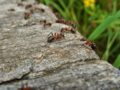 10 rimedi naturali contro le formiche che invadono casa
