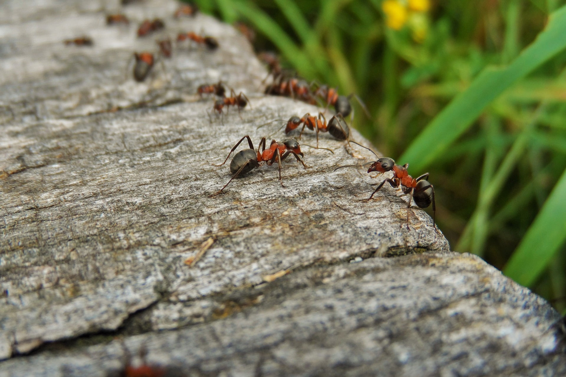 10 rimedi naturali contro le formiche che invadono casa