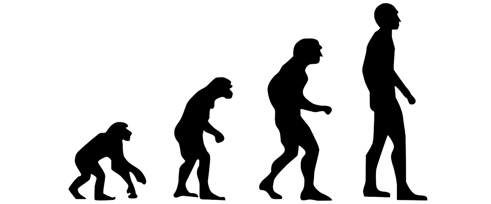 cammino dell'evoluzione