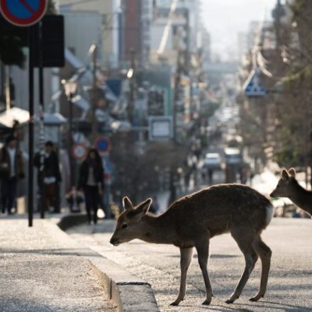 Gli animali ripopolano le città svuotate: il miracolo della natura