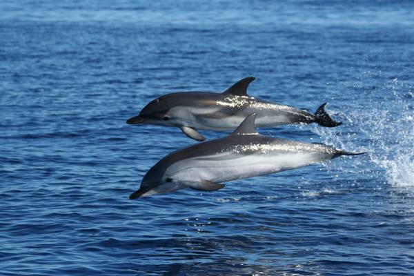 delfini a cagliari