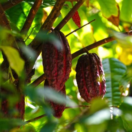 10 proprietà benefiche del cacao, non solo gustoso ma anche salutare