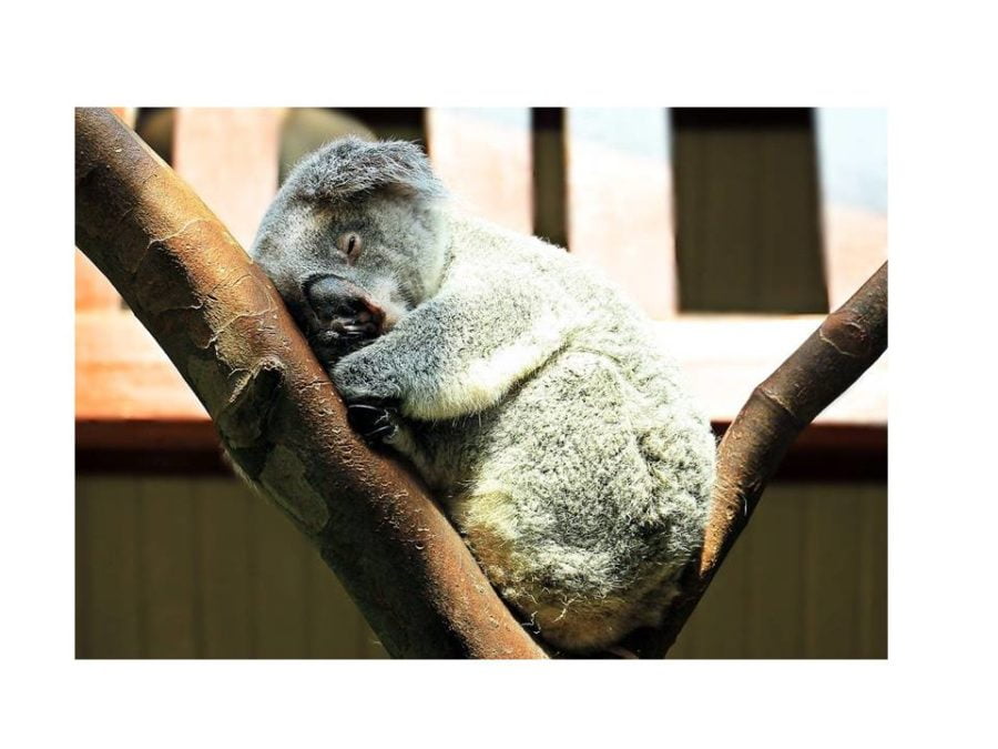 Ritmo circadiano Koala