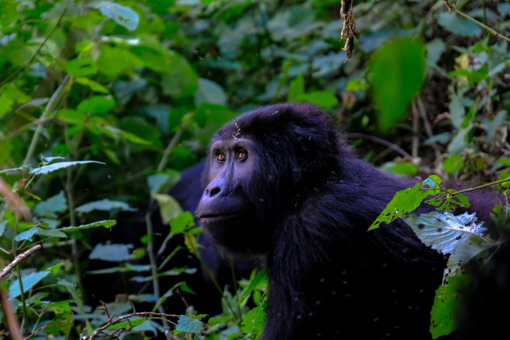 scimpanzé giungla mal d'africa