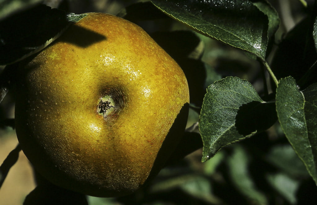 proprietà benefiche delle mele