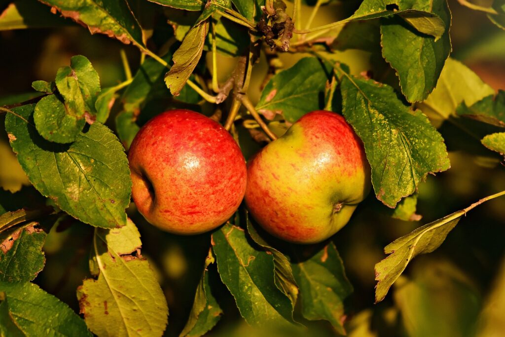 10 rimedi naturali per combattere la forfora: aceto di sidro di mele