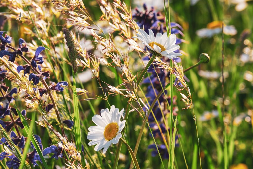 Rimedi naturali per alleviare i dolori mestruali: piante con proprietà mediche