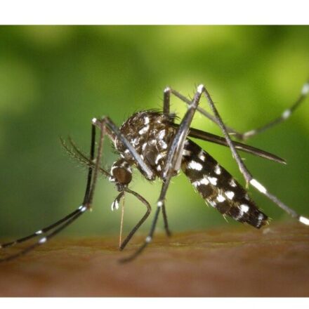 Oli essenziali contro le zanzare: l’effetto è da non credere