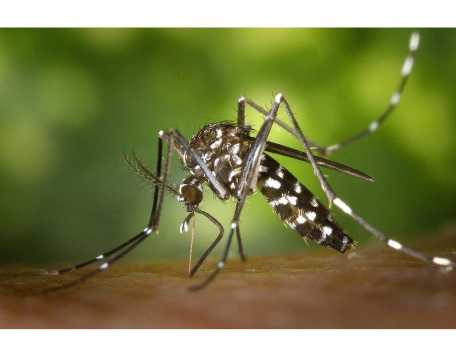 Oli essenziali contro le zanzare: l’effetto è da non credere